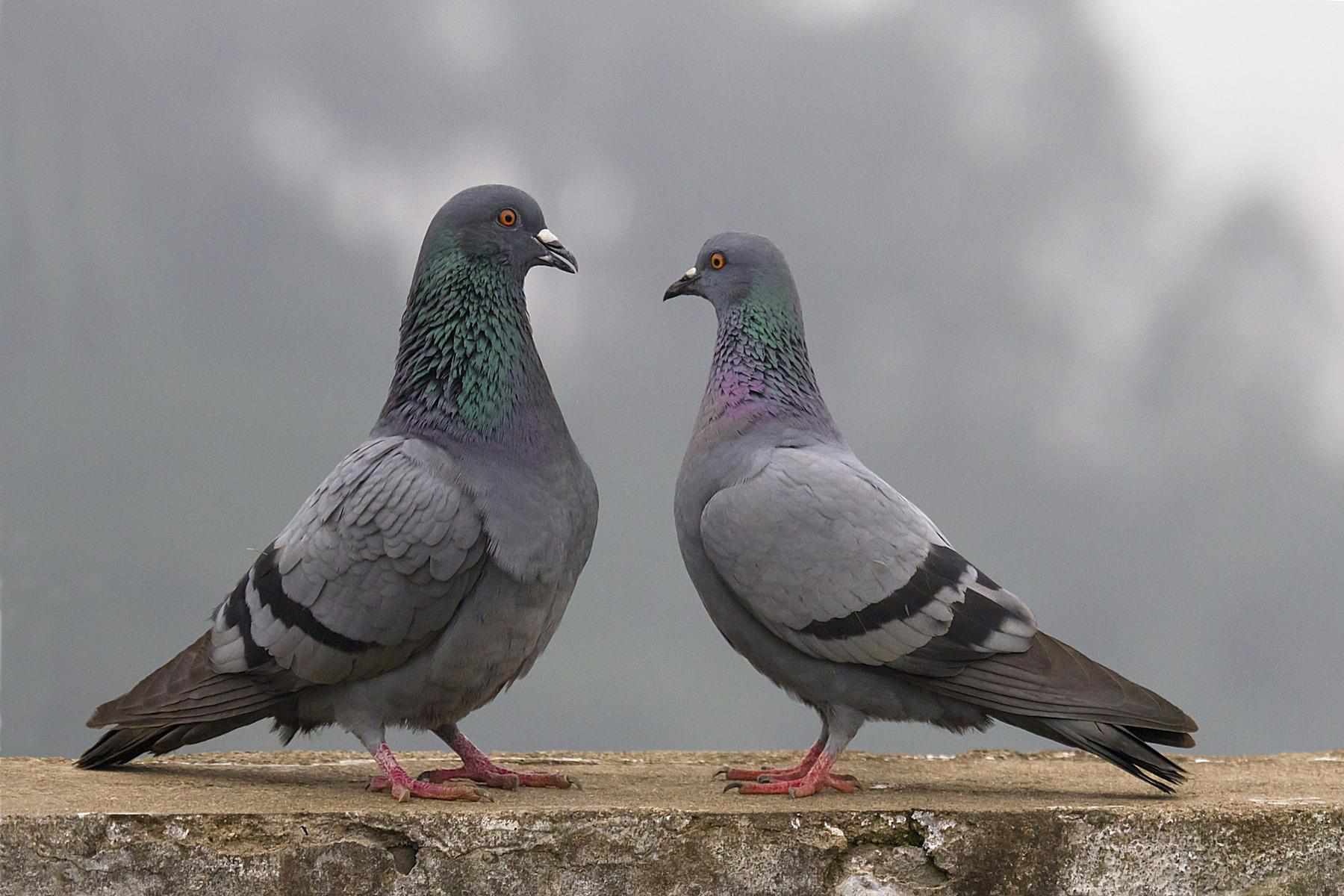 Pigeons