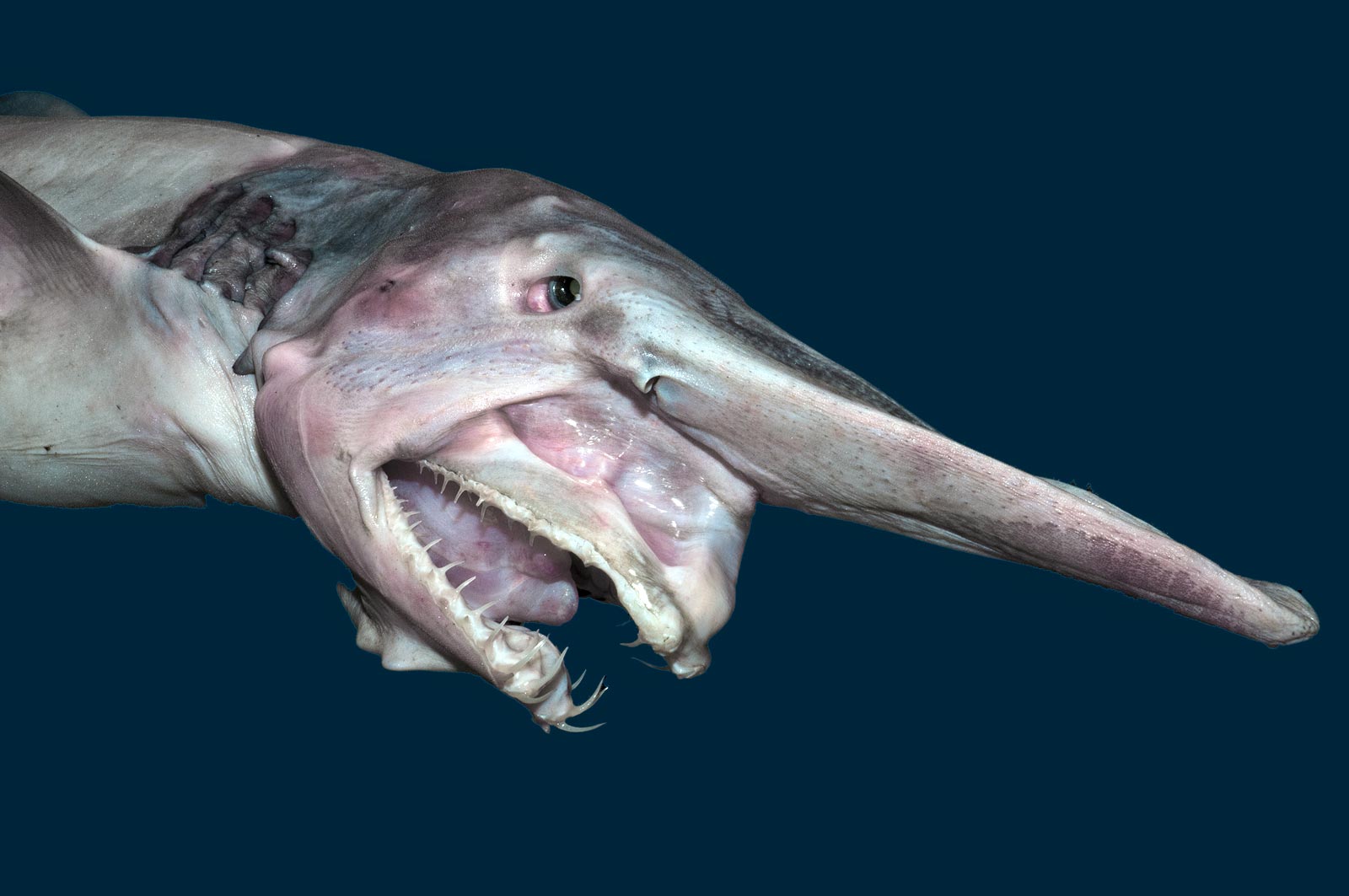 The Goblin Shark