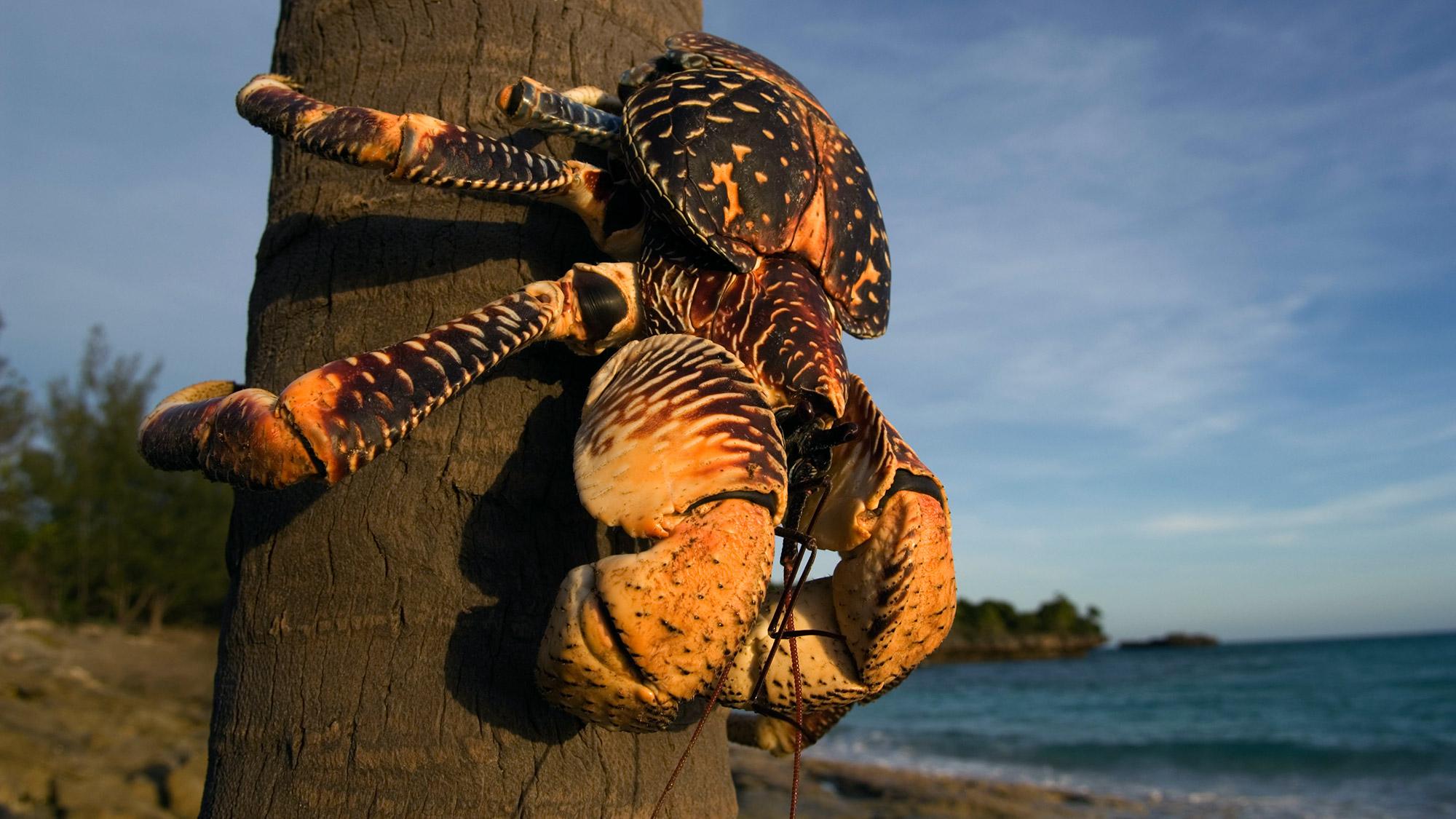 The Giant Coconut Crab