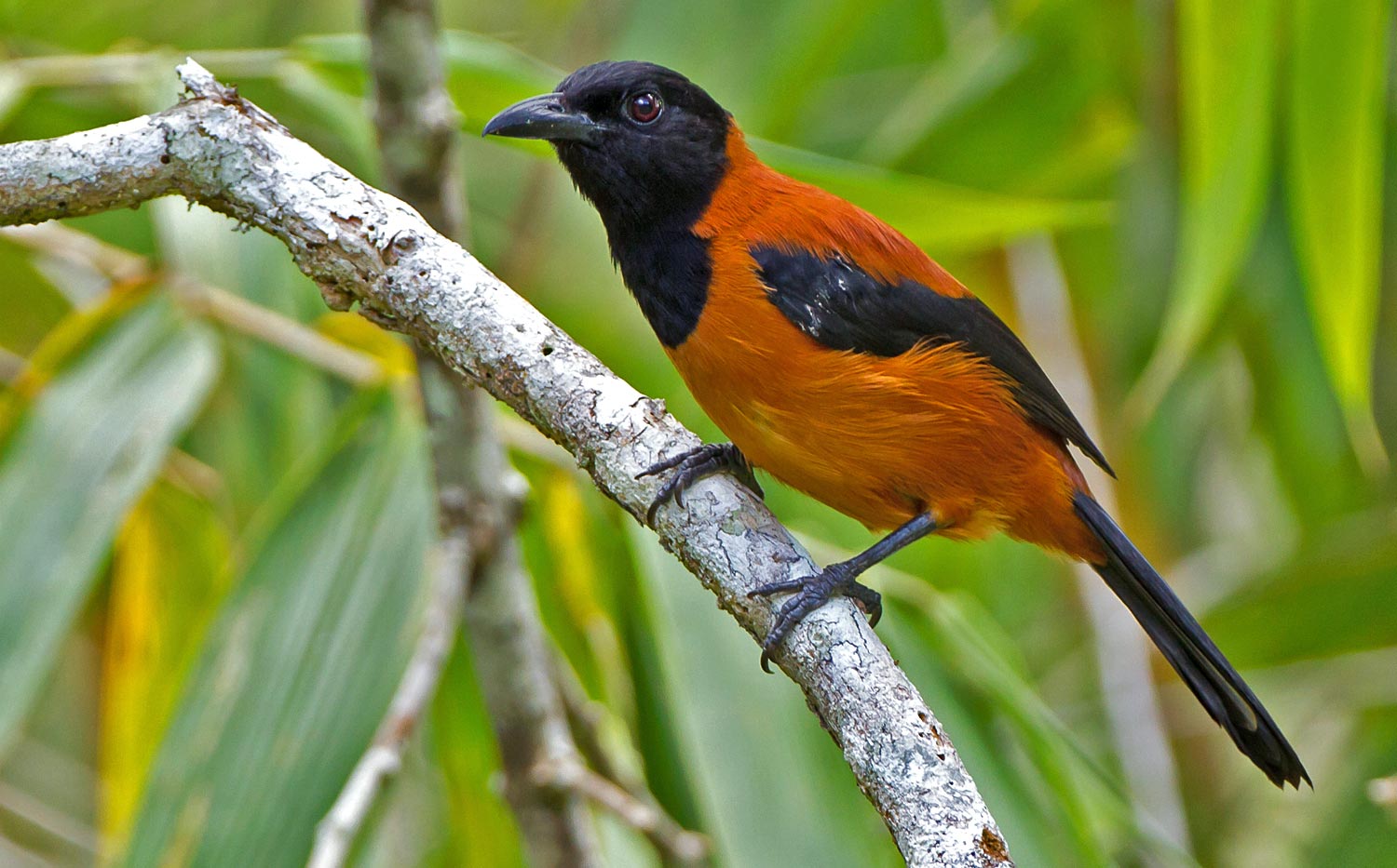 Hooded Pitohui