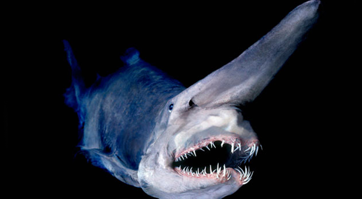 The Goblin Shark