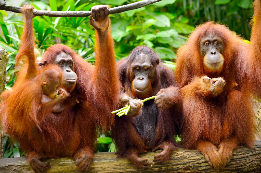 Orangutans