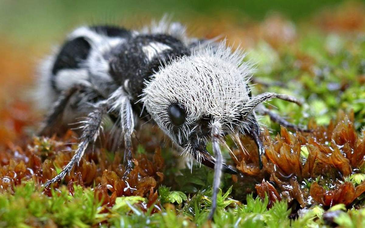 The Panda Ant