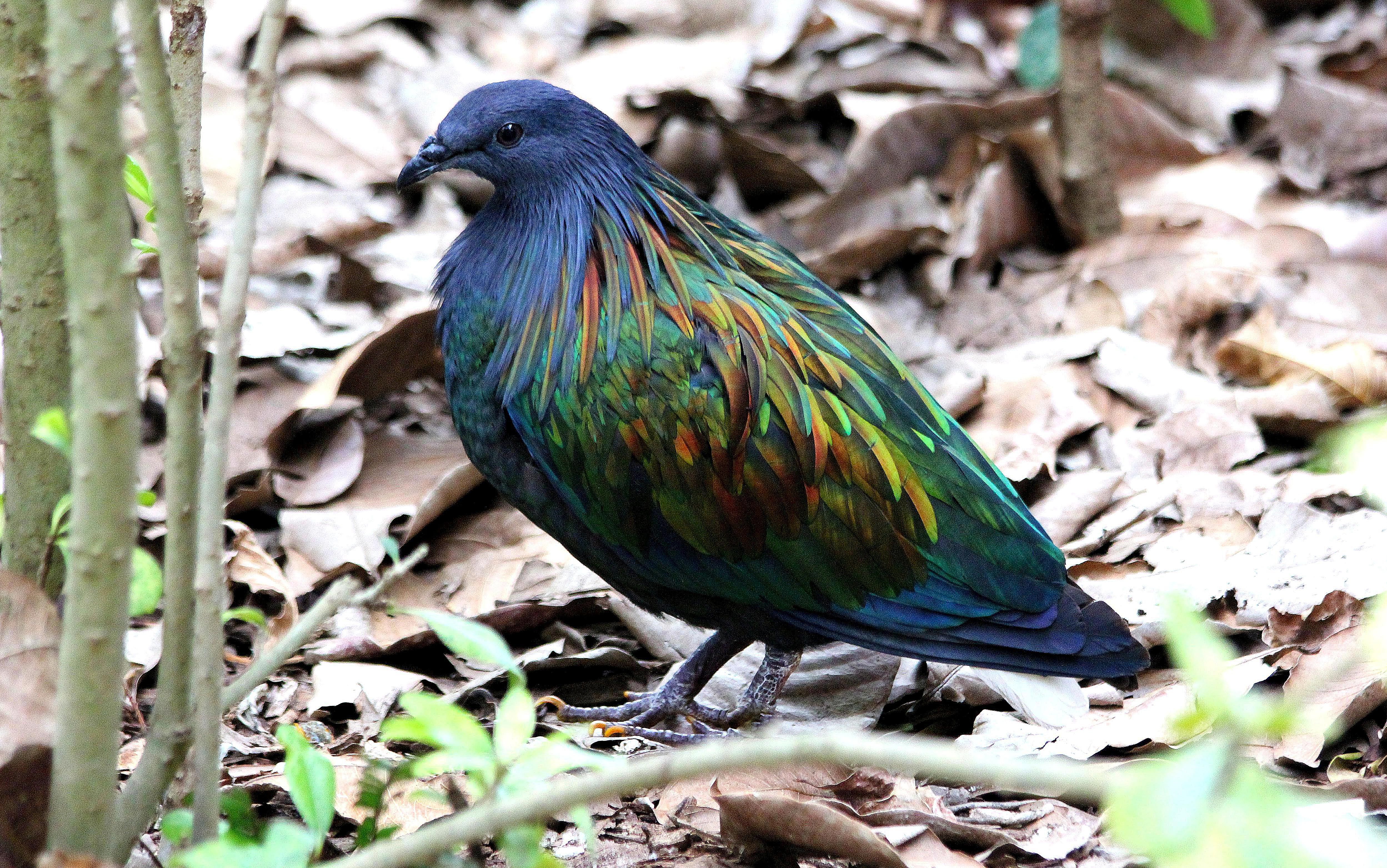 Nicobar Pigeon