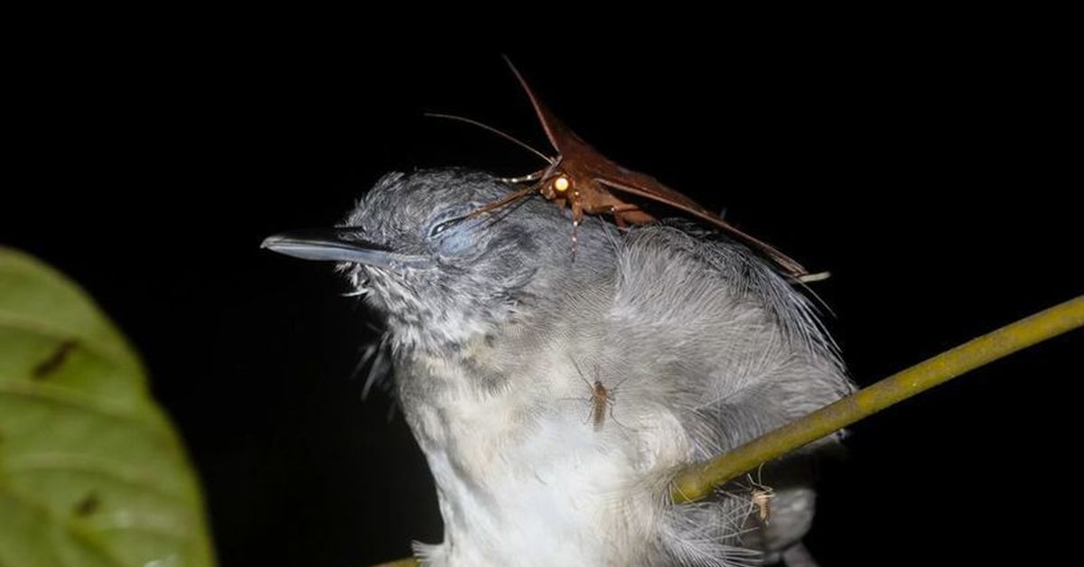 Tear Drinking Moths