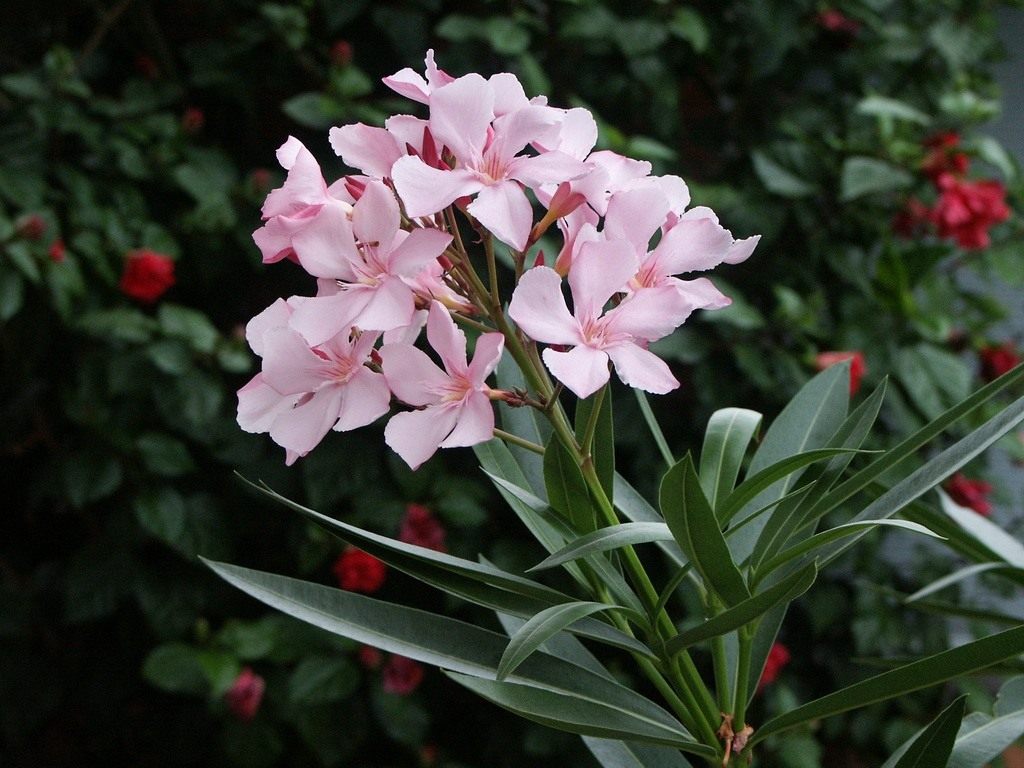 Nerium Oleander