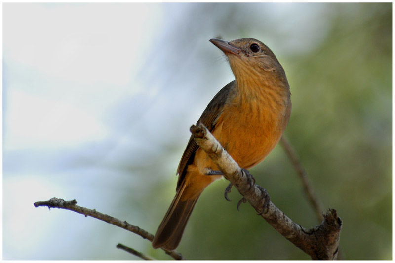 Arafura Shrikethrush