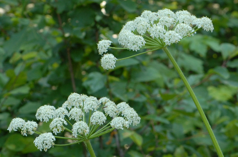 Cicuta Douglasii