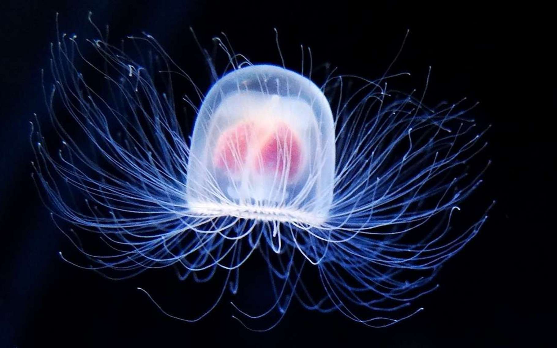 Jellyfish – (Immortality)