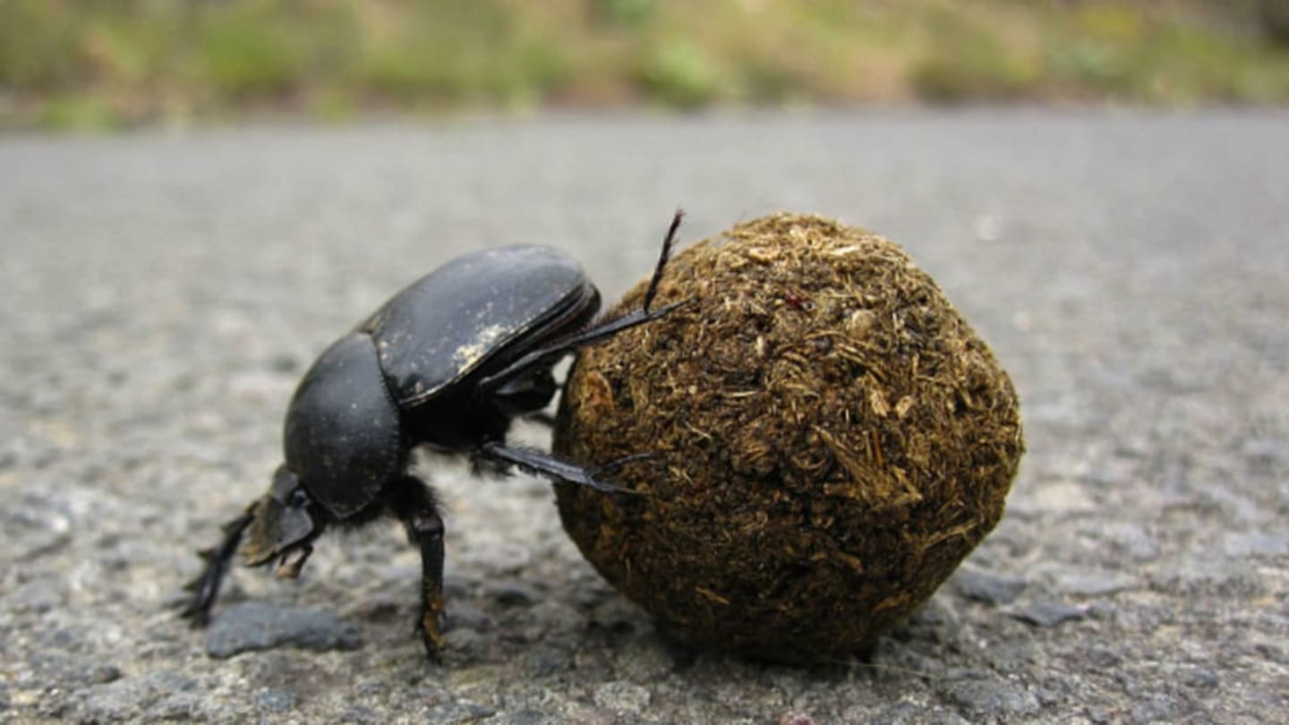 Dung Beetle – (Super-Strength)