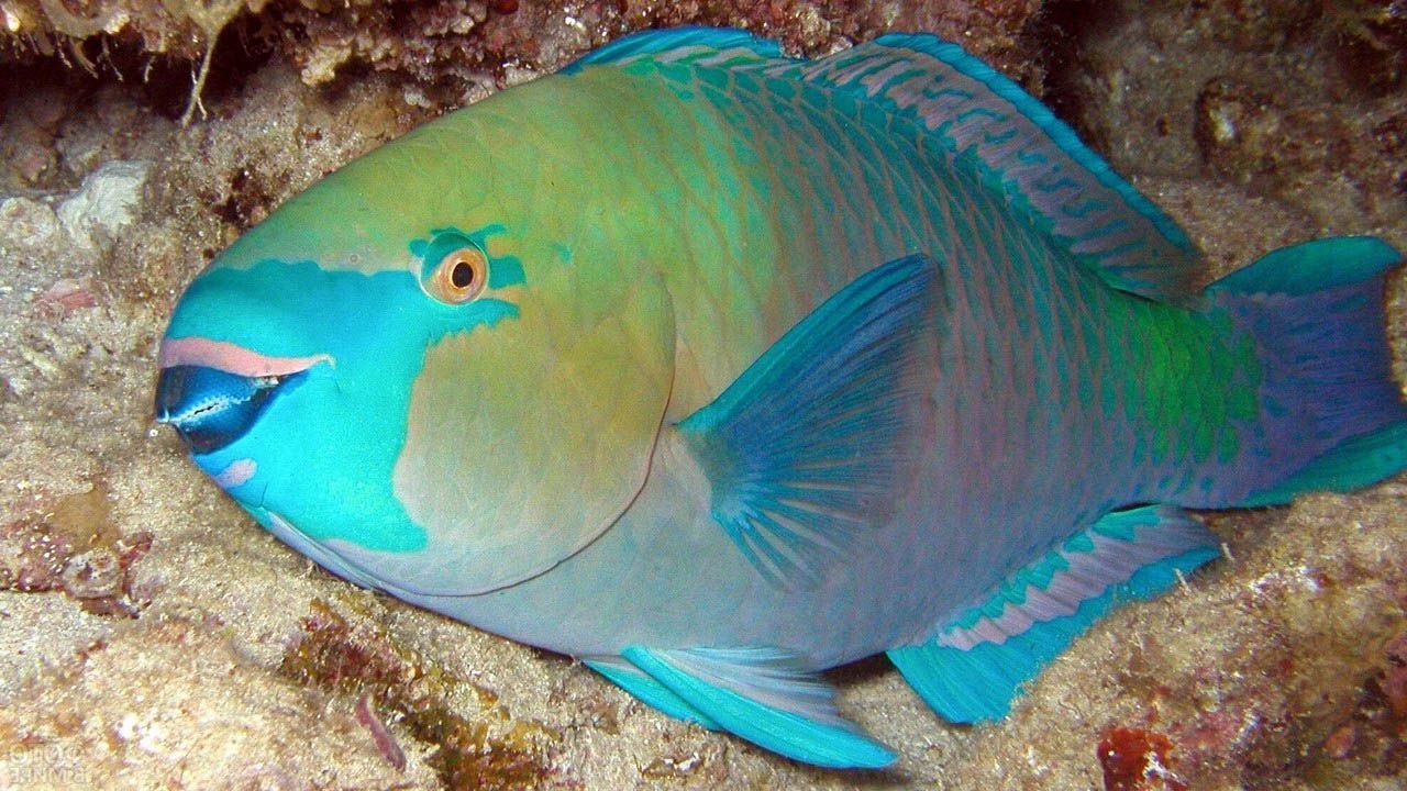 The Parrotfish