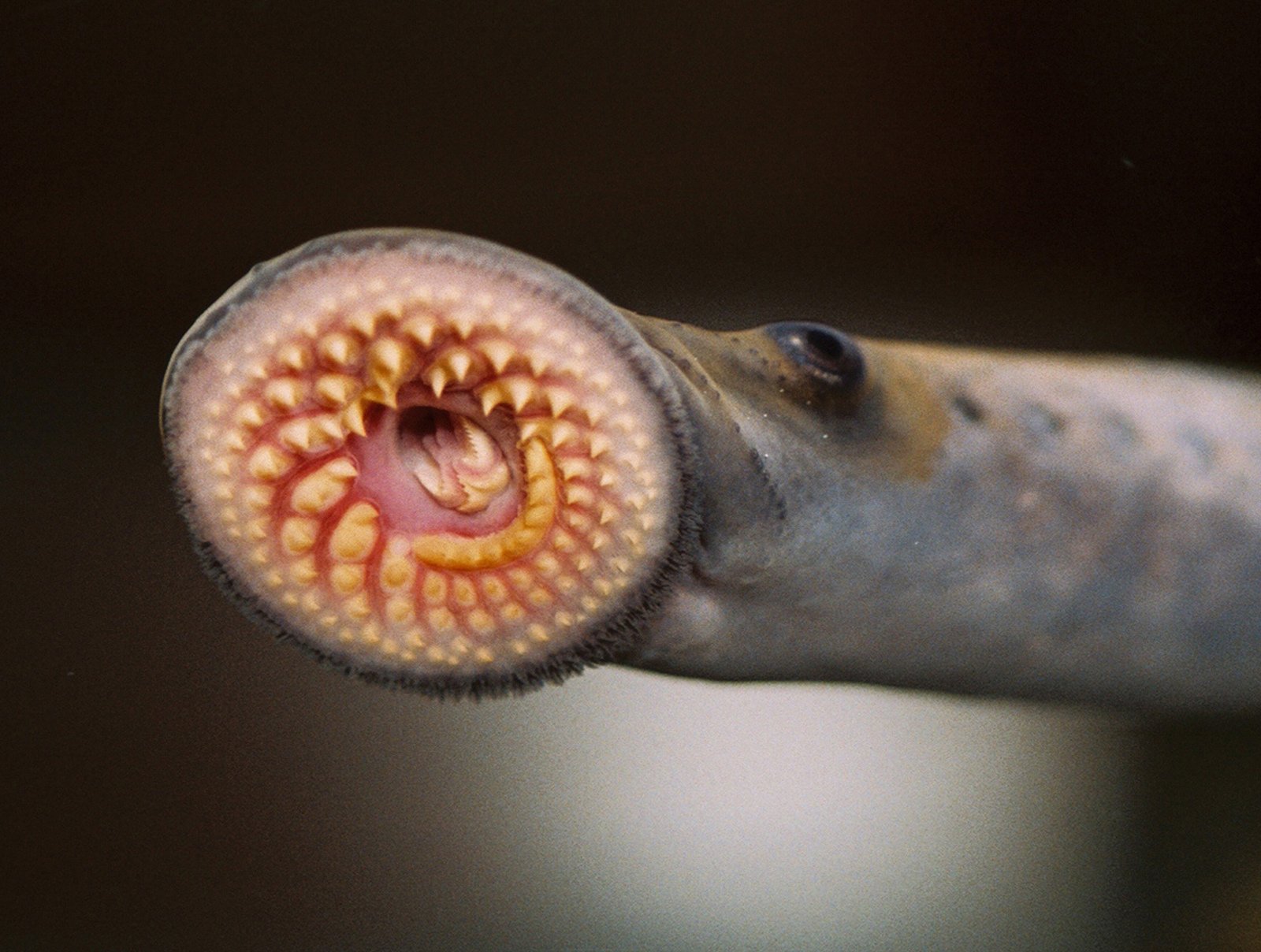 Lampreys