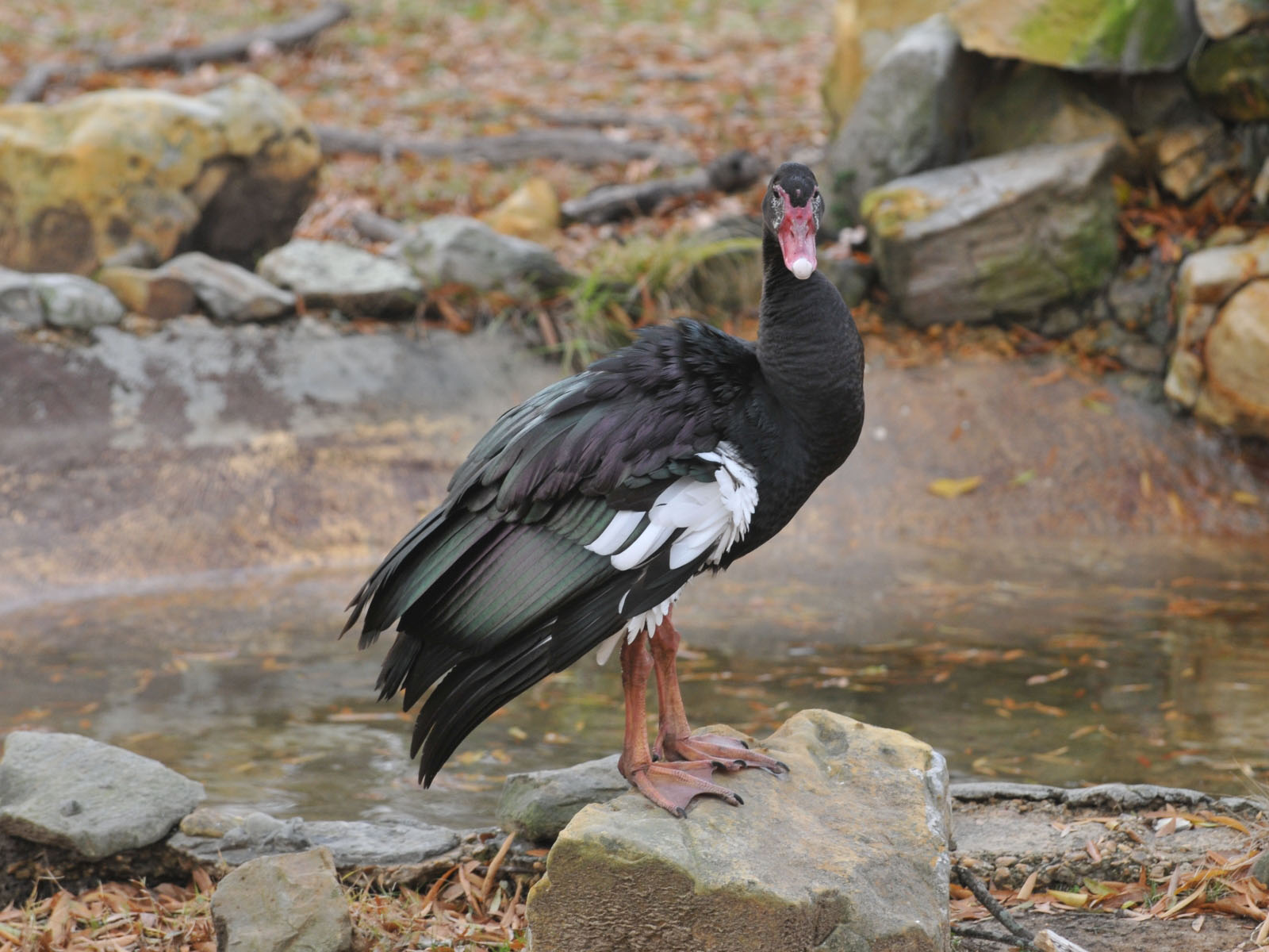 African Spur-winged Goose
