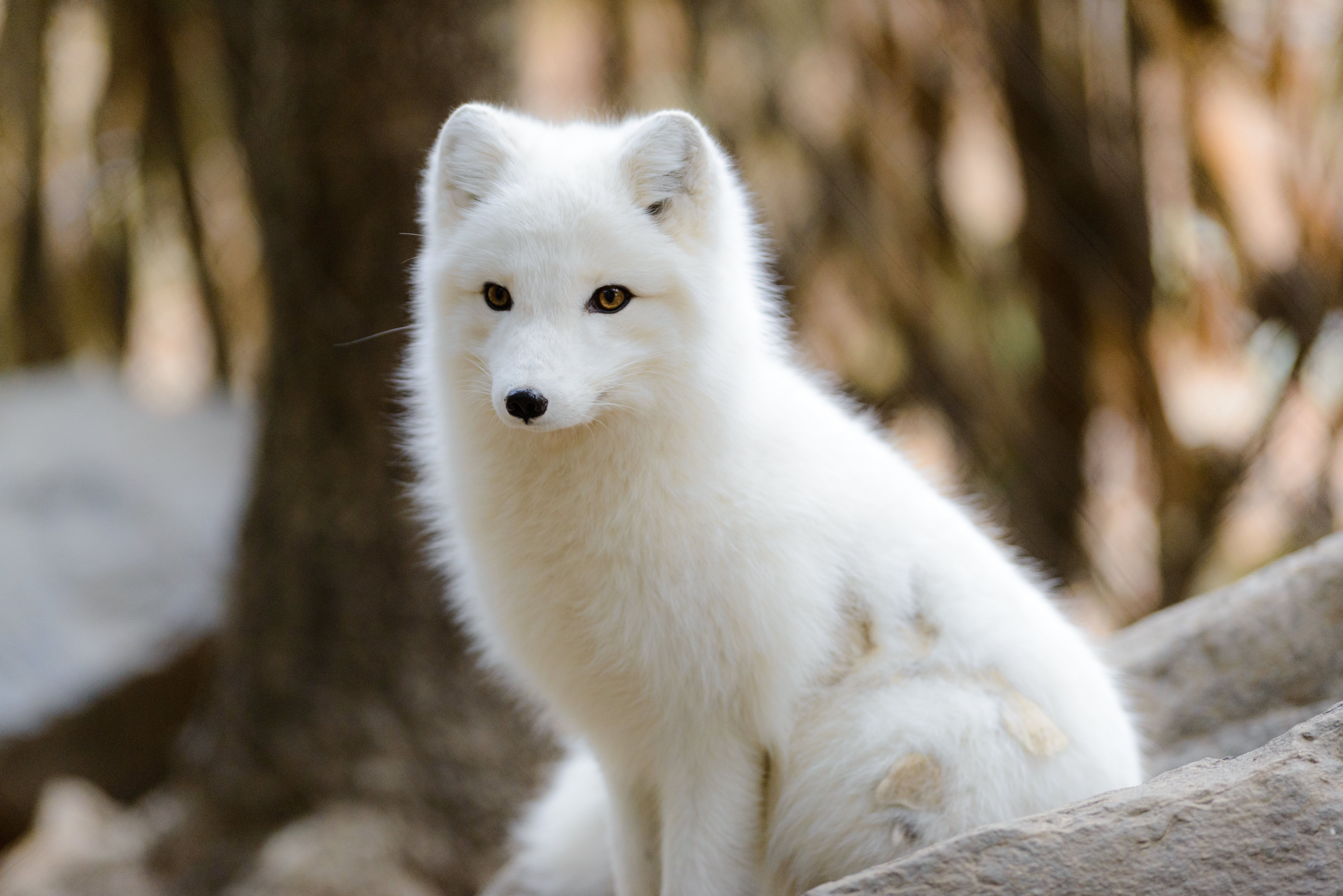 Fox in the Arctic