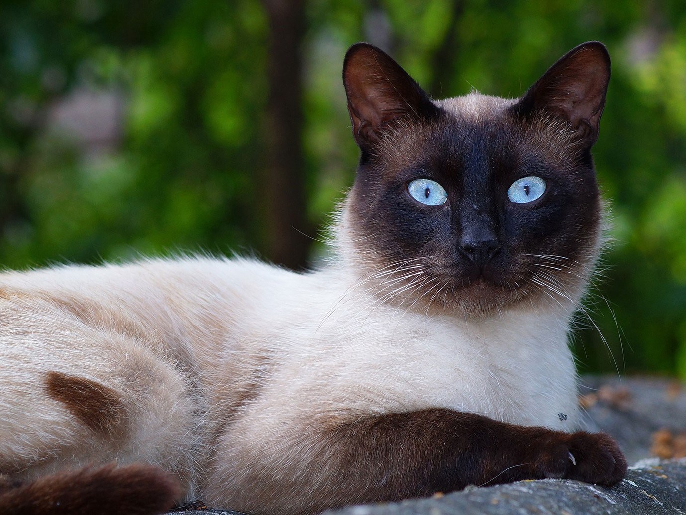 Siamese