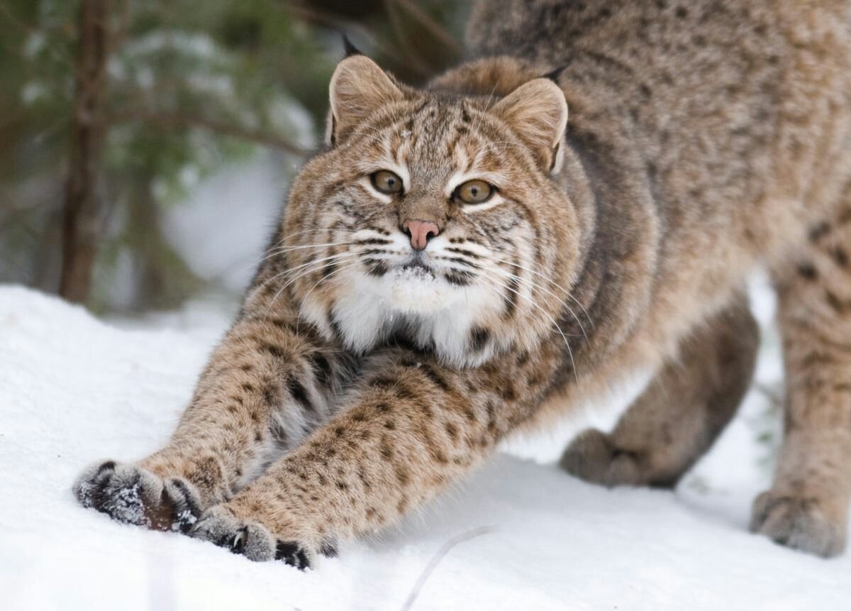 Bobcat