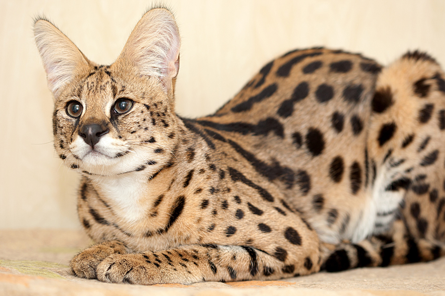 Serval