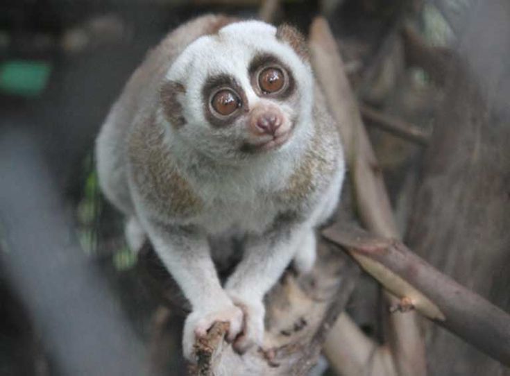 Slow Loris