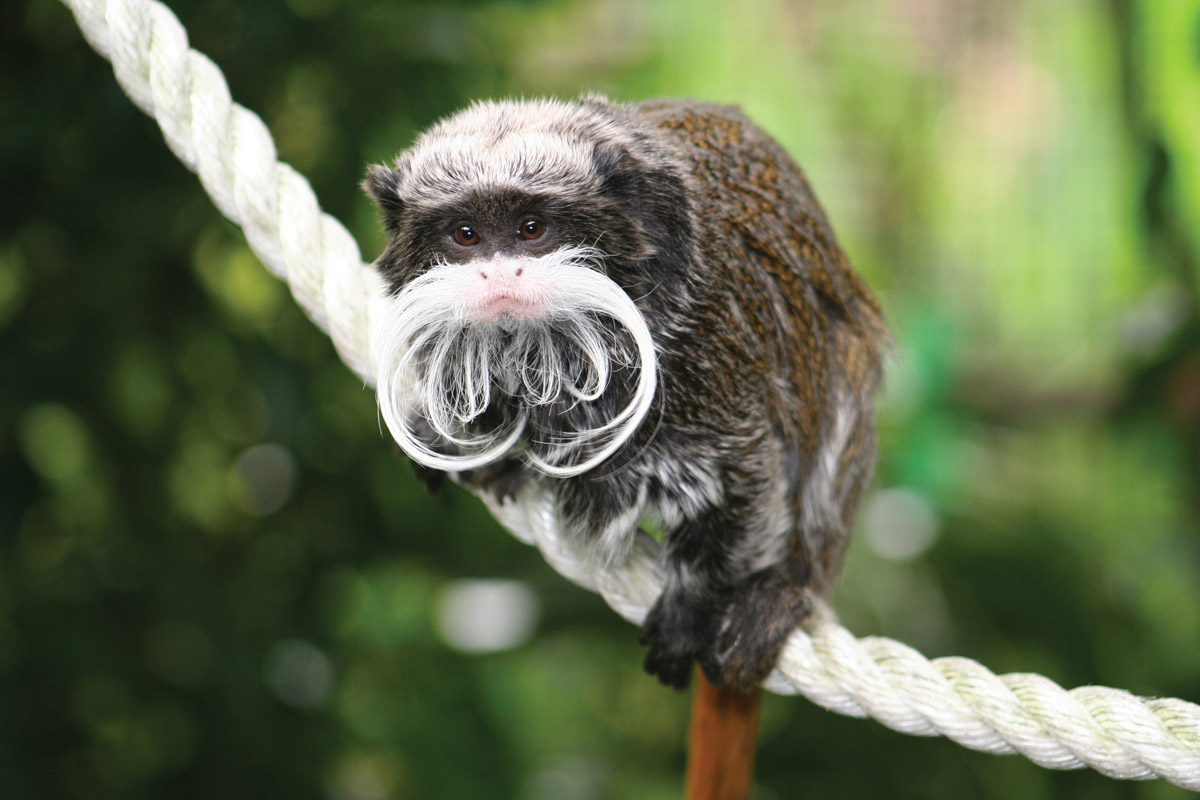 Tamarin Monkeys Barbed