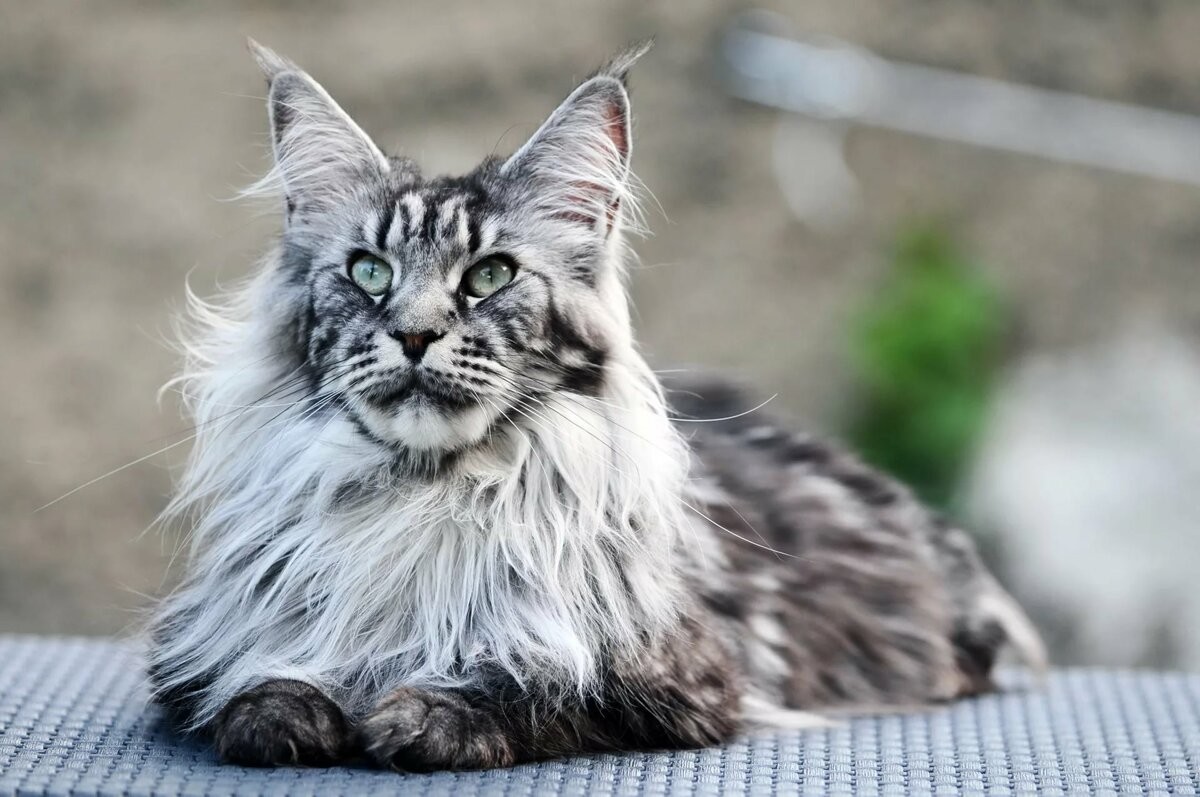 Maine Coon