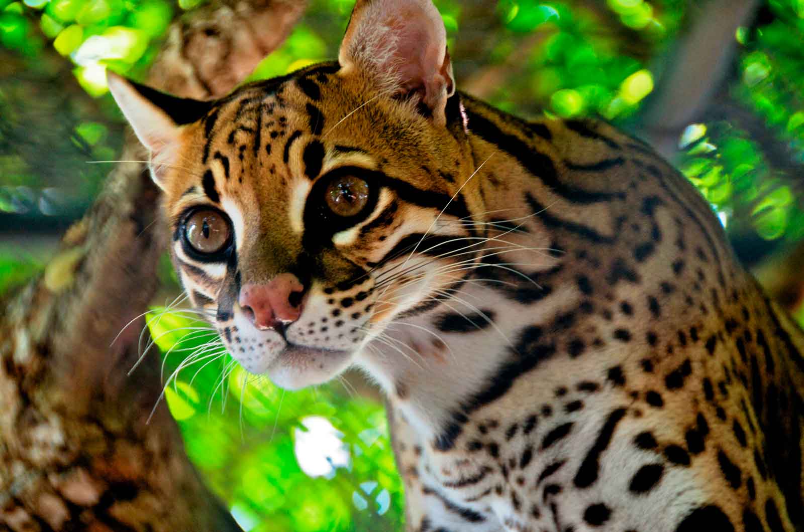 Ocelot