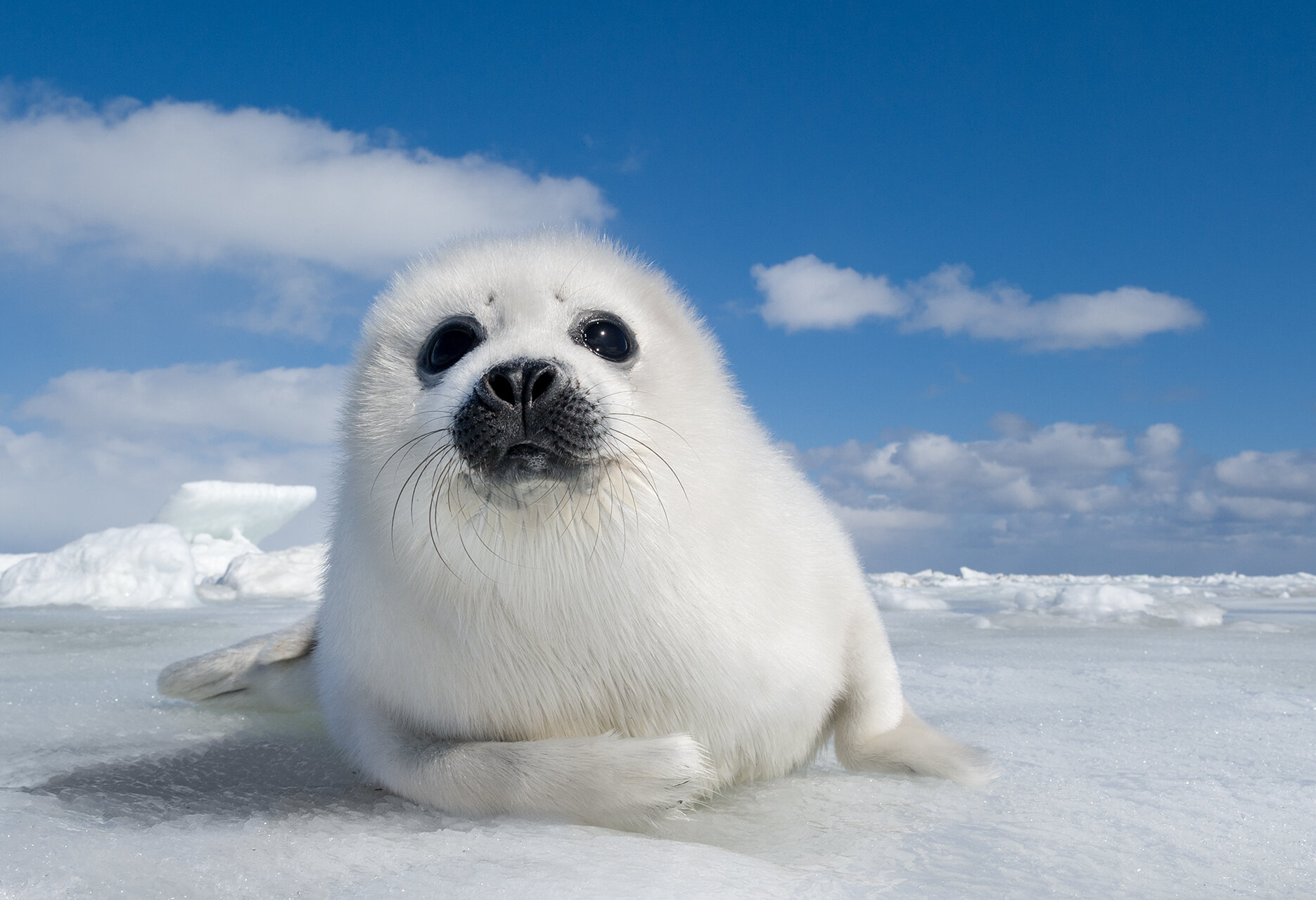 Harp Seal