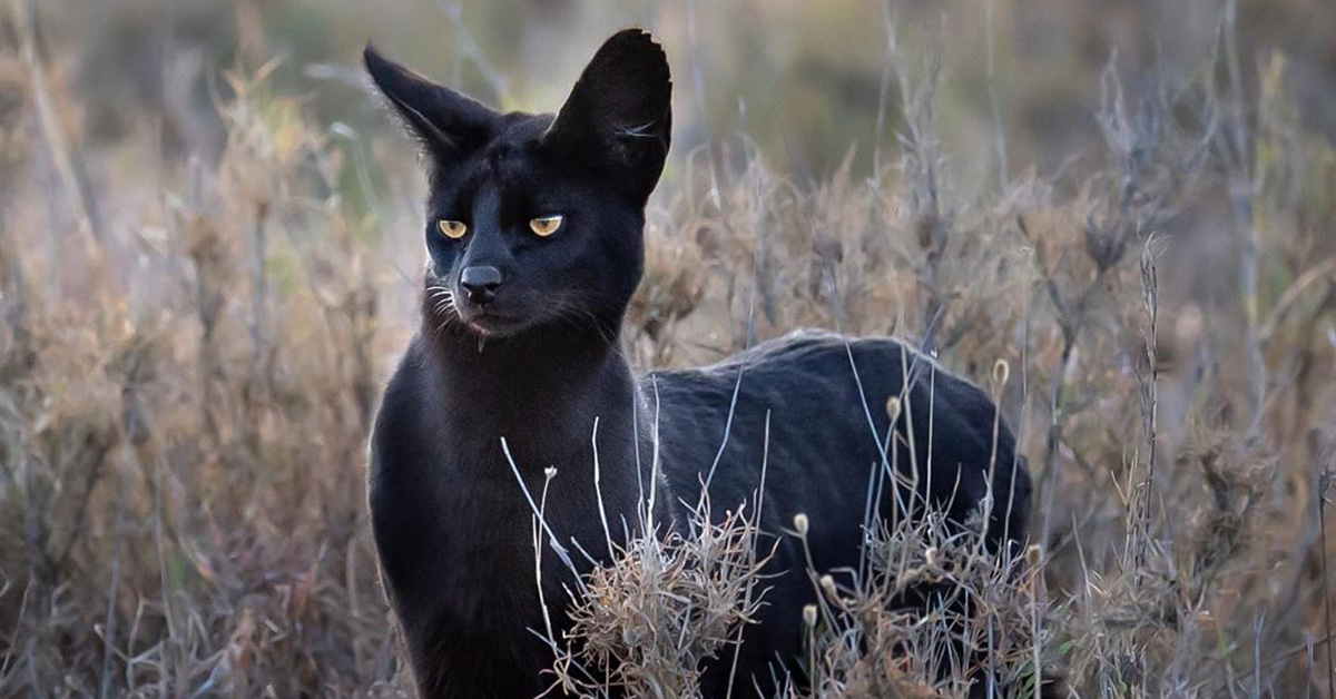 Black Wild Cat