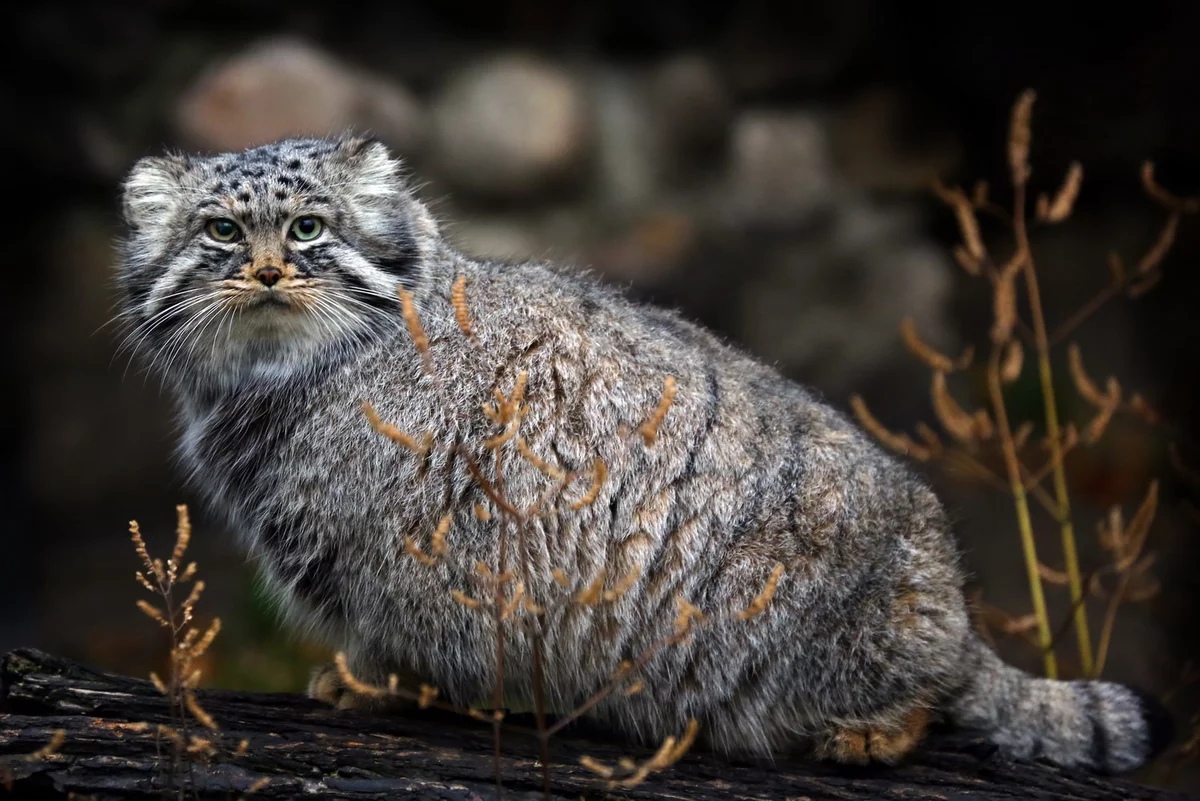 Manul