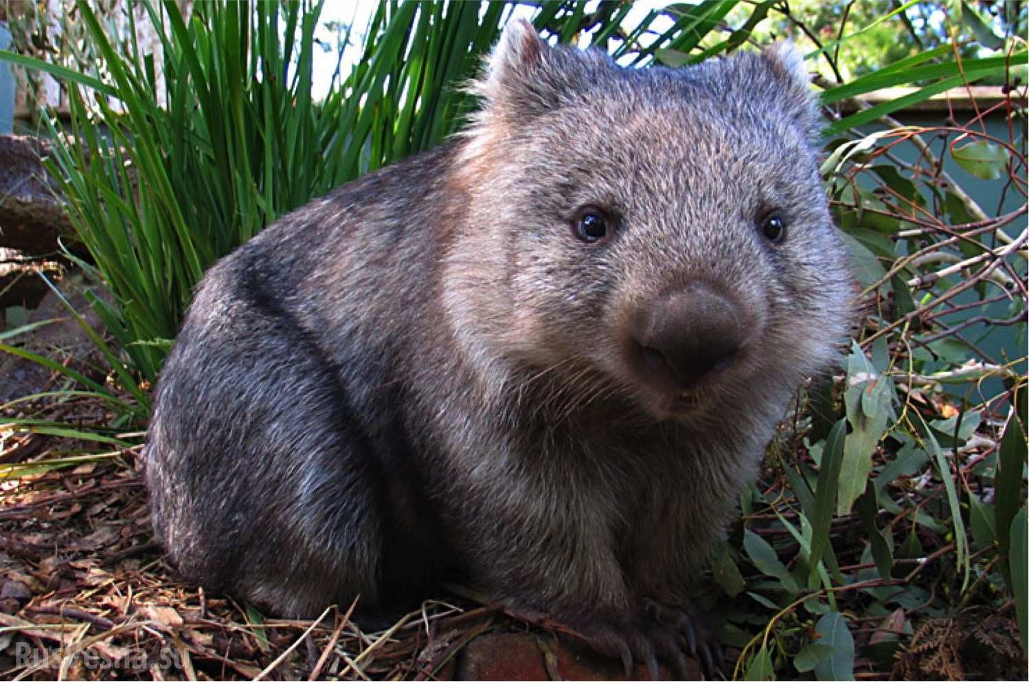 Wombat