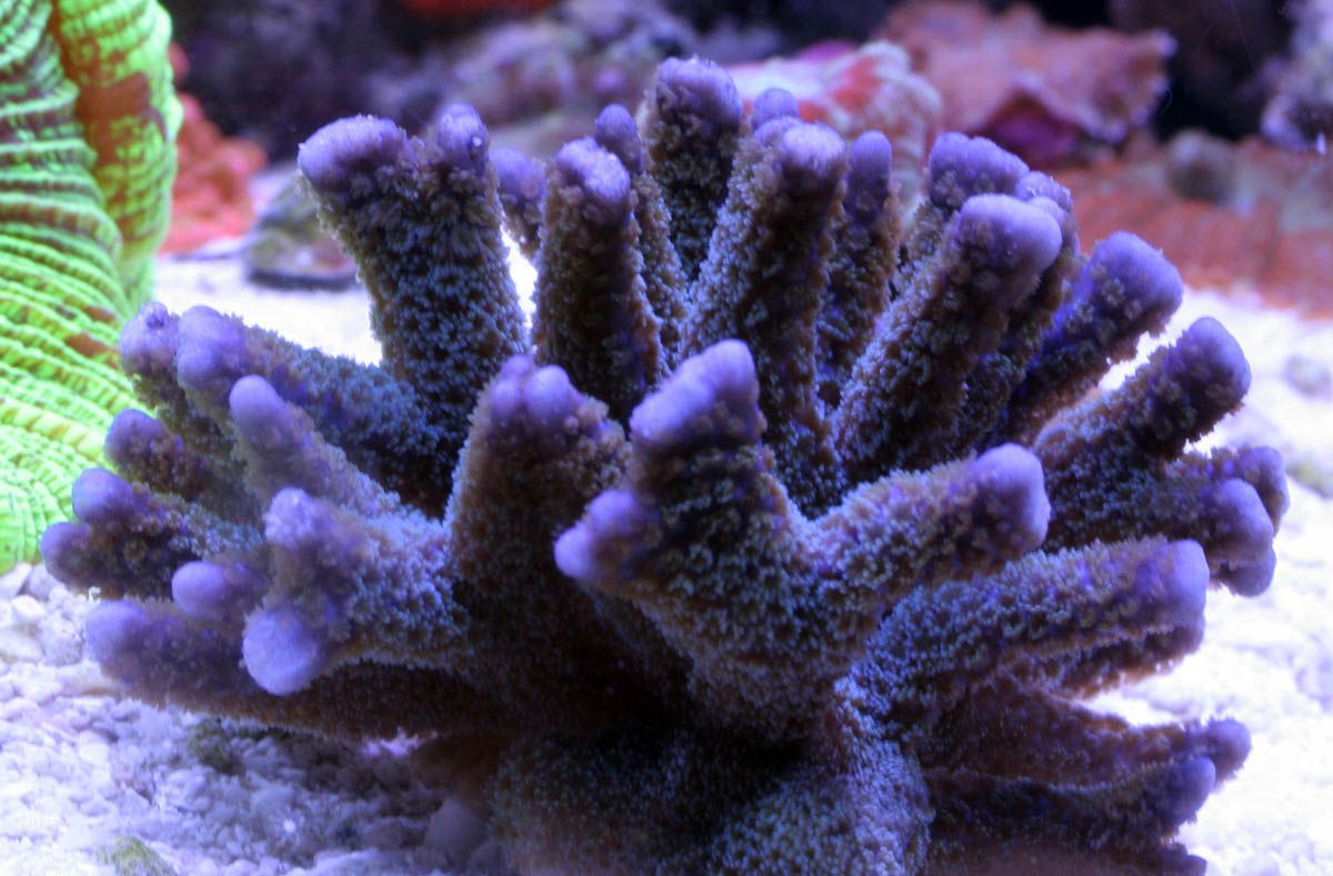 Purple Coral