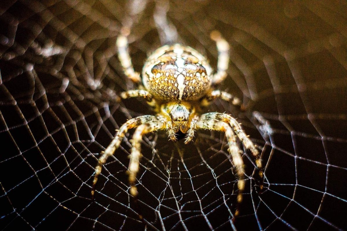 Drugs Affect Spiders