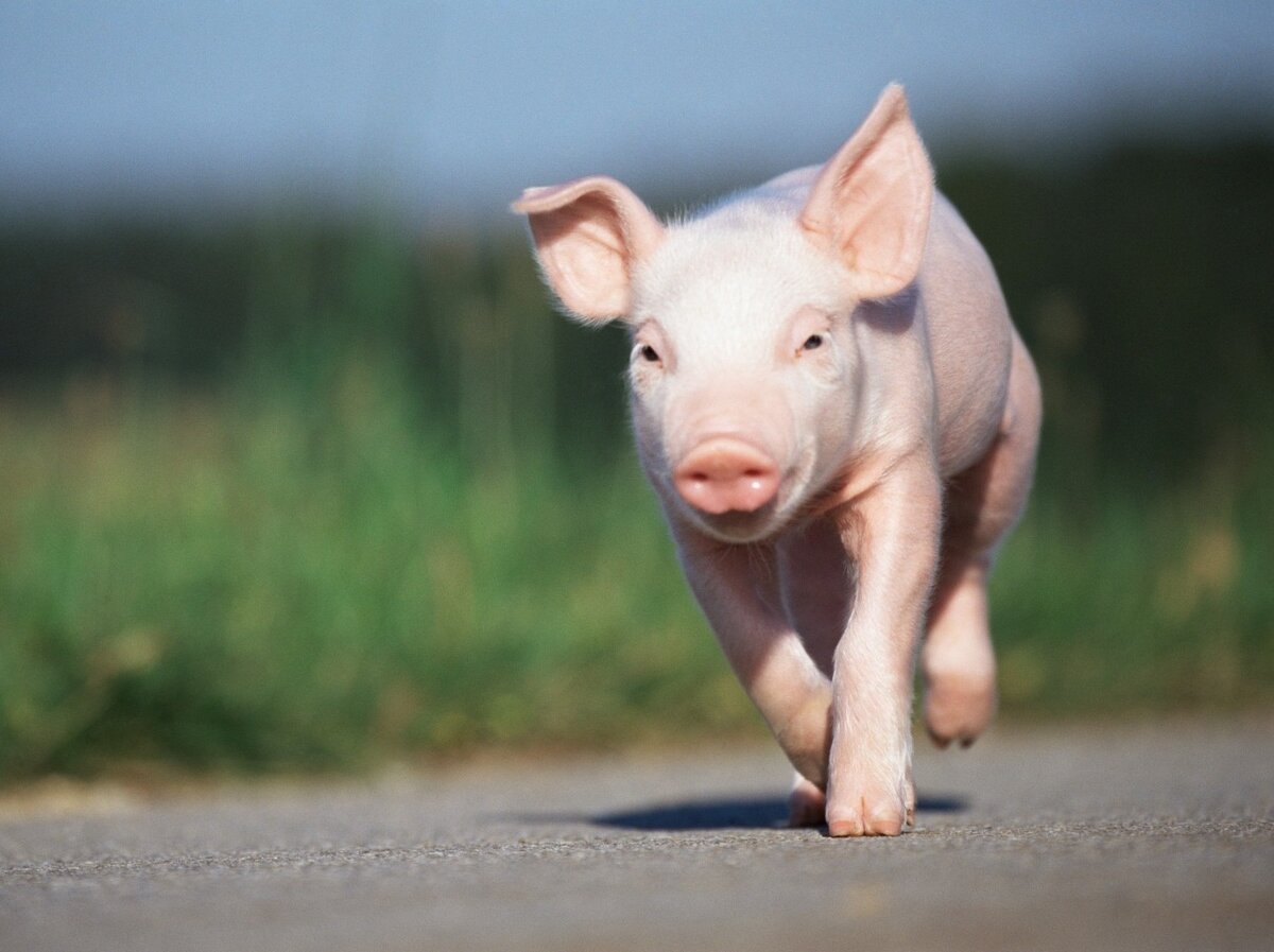 A Pig Is Good Luck in China