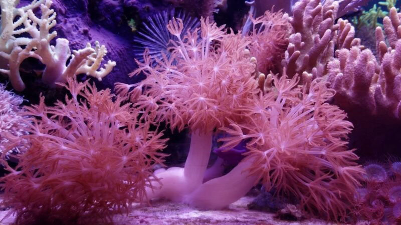 6 Stunning Plants and Sea Creatures on the Ocean Floor