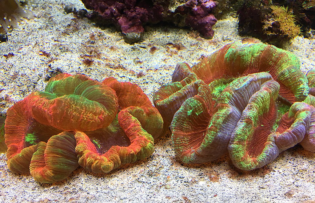 Open Brain Coral