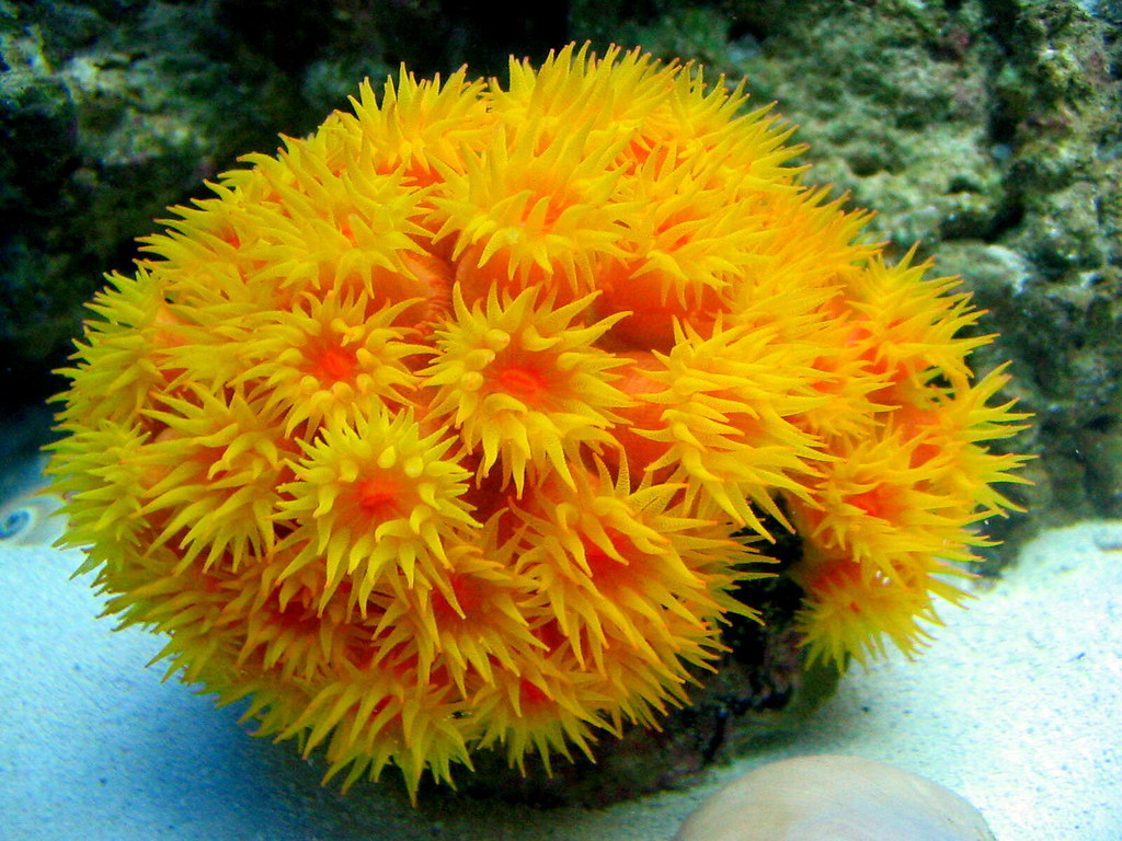 Sun Coral