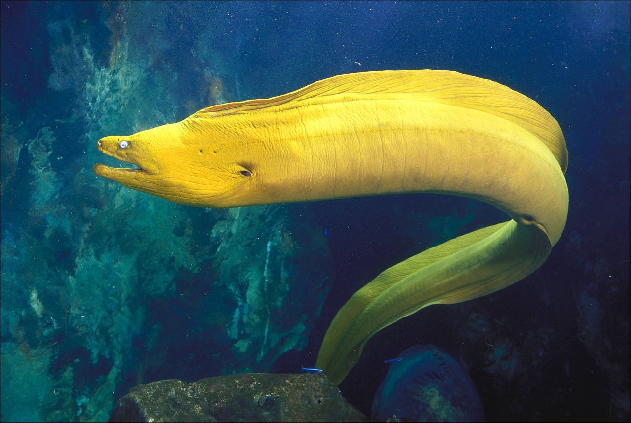 Moray eels