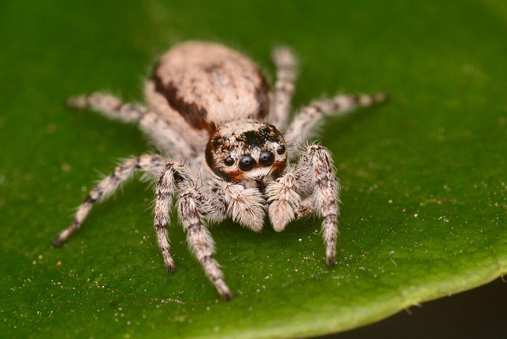 8-interesting-facts-about-spiders-to-spark-your-spidey-senses-trpro