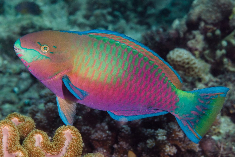 Parrotfish