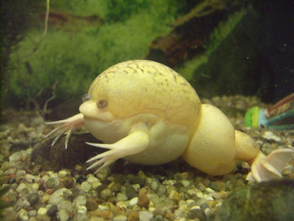 African Clawed Frog