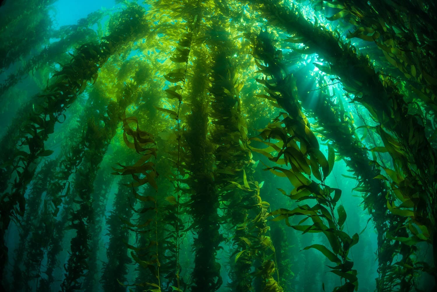 Kelp