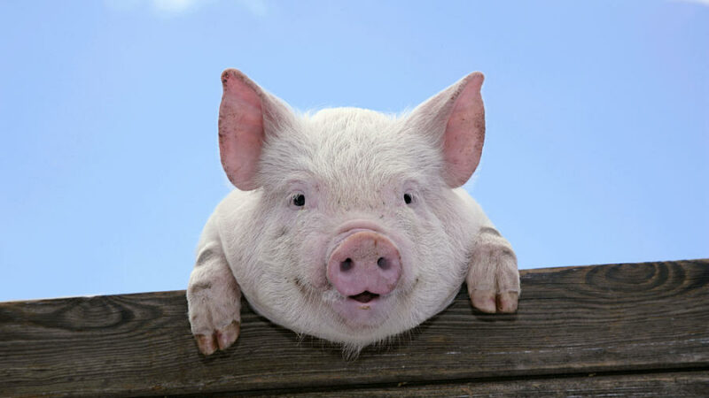 7 Interesting Facts About Pigs
