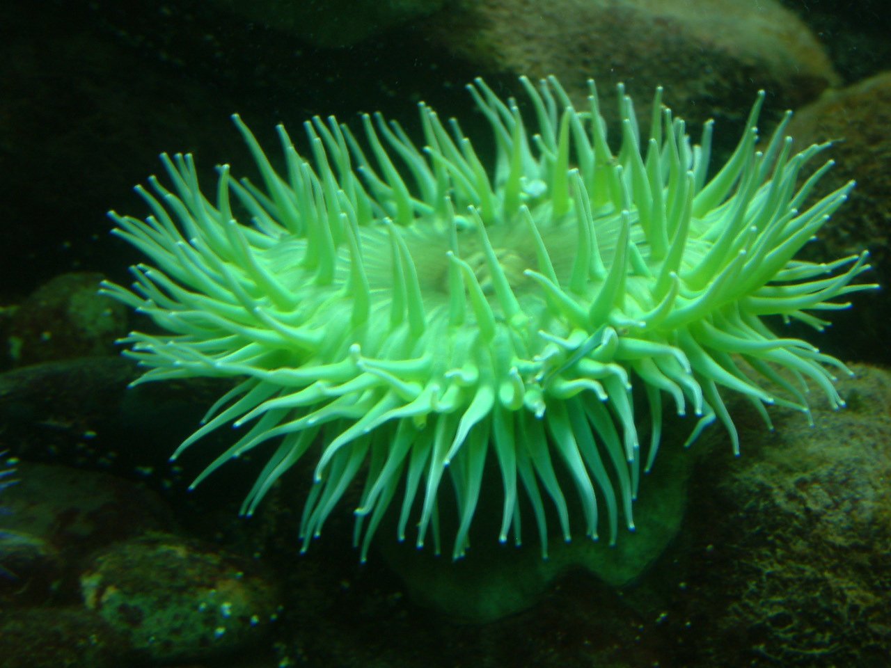 Green Sea Anemone