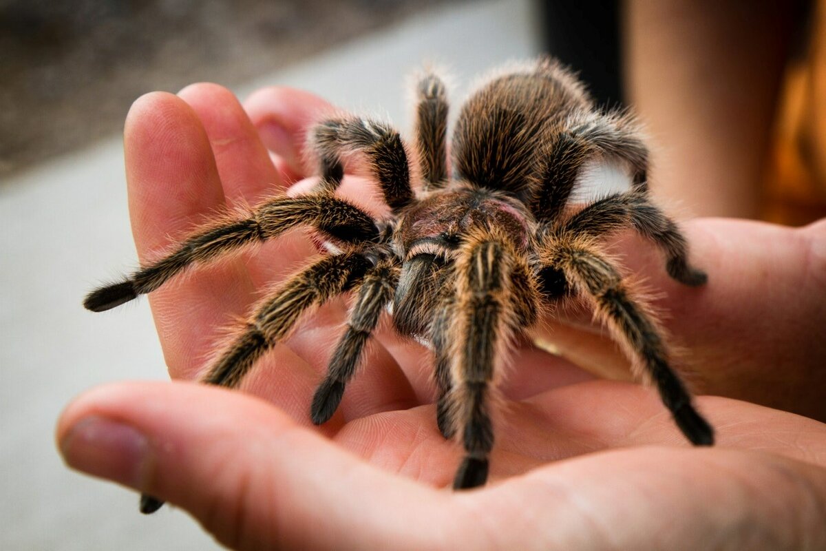 Tarantulas get a Lot of Hate for No Reason