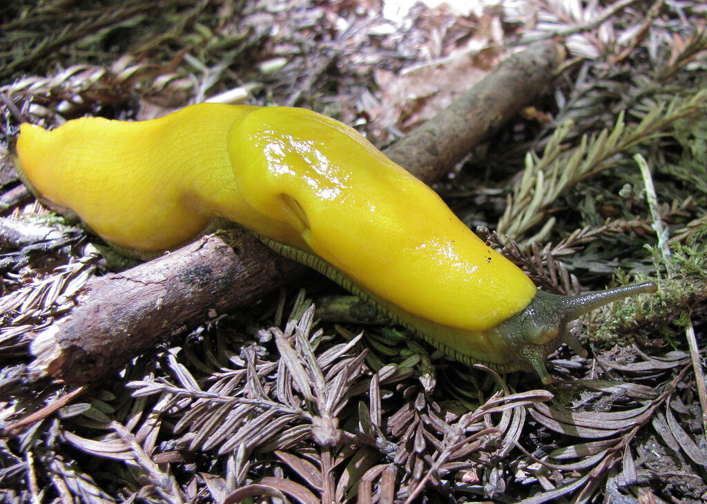 Banana slugs