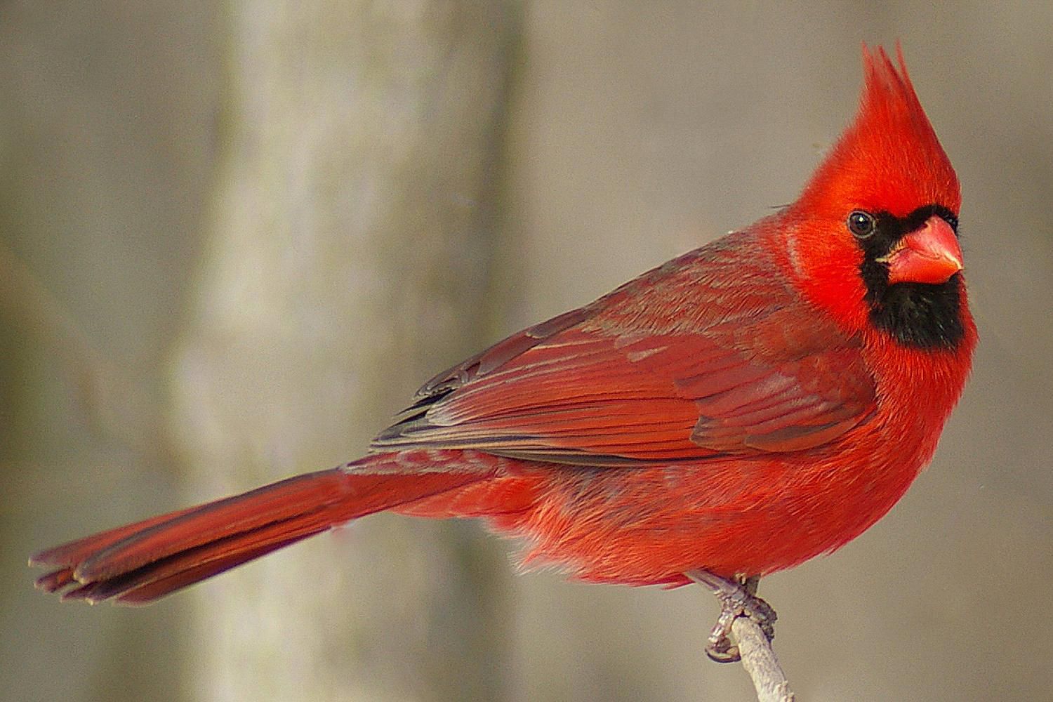 Cardinals