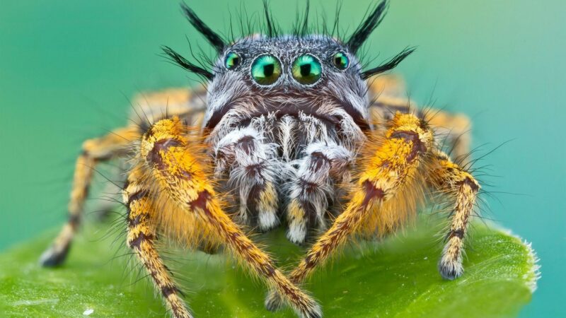 8 Interesting Facts about Spiders to Spark Your Spidey-Senses