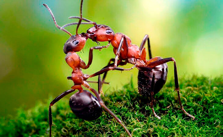 6 Facts About Ants that will Freak You Out