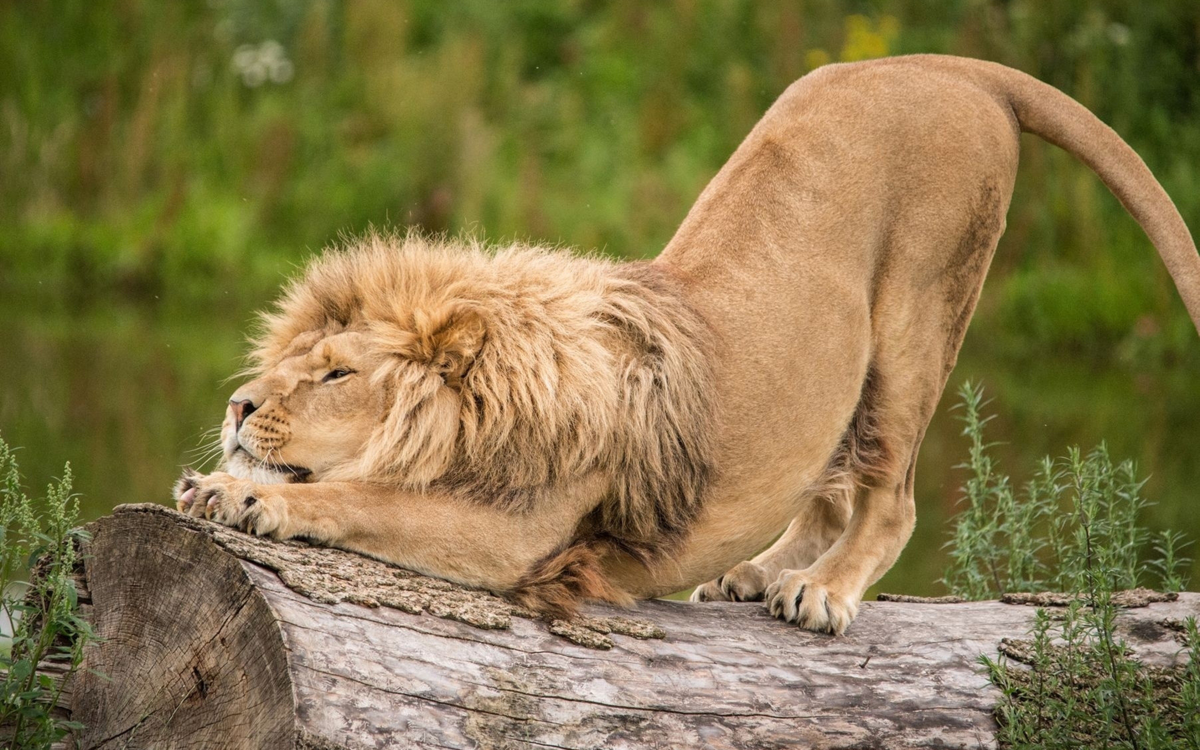 Physical Appearance Of Lion