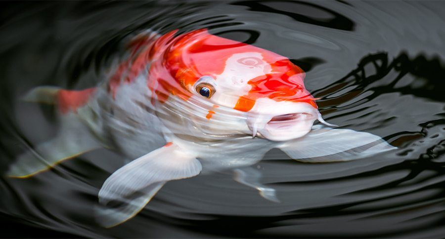 Koi Fish — up to 225 years