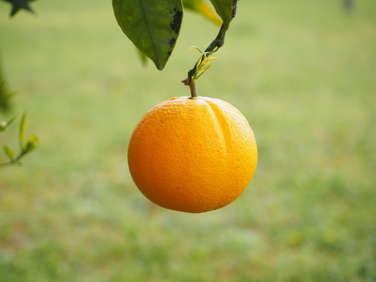 Orange Juice Is The Most Popular Fruit Juice